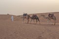 Mesmerizing shot of a cameleer with camels in a desert