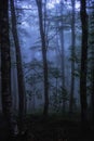 Mesmerizing shot of a dark gloomy forest in blue evening light Royalty Free Stock Photo