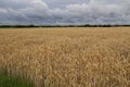 Mesmerizing shot of golden ears of rye growing in the field Royalty Free Stock Photo