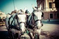 Mesmerizing shot of a horse-drawn carriage with two white horses in Vienna, Austria Royalty Free Stock Photo