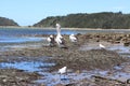 Mesmerizing shot of pelican birds and seagulls in Culburra Beach, South Coast in Australia Royalty Free Stock Photo