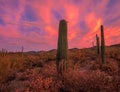 Mesmerizing shot of the pink sunset sky over the cactus plants growing in a desert Royalty Free Stock Photo