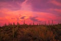 Mesmerizing shot of the pink sunset sky over the cactus plants growing in a desert Royalty Free Stock Photo