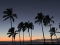 Mesmerizing shot of silhouetted palm trees at sunset alongside the beach in Maui, Hawaii Royalty Free Stock Photo