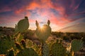 Mesmerizing shot of the sunset sky over the cactus plants growing in a desert Royalty Free Stock Photo
