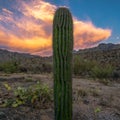 Mesmerizing shot of the sunset sky over the cactus plants growing in a desert Royalty Free Stock Photo