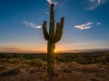 Mesmerizing shot of the sunset sky over the cactus plants growing in a desert Royalty Free Stock Photo
