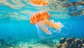 Mesmerizing sight enormous bell shaped jellyfish gracefully floating in the crystal clear water