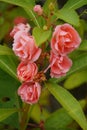 A mesmerizing sight unfolds as vibrant pink Impatiens balsamina flowers bloom gracefully on a single stem