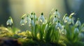 Mesmerizing snowdrop flower delicately bathed in the radiant rays of the rejuvenating spring sun