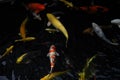 Mesmerizing special beautiful colors koi fishes in clear fresh water