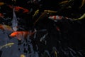 Mesmerizing special beautiful colors koi fishes in clear fresh water