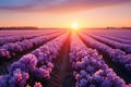 A mesmerizing sunset backdrop to fields of blooming hyacinth flowers