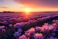 A mesmerizing sunset backdrop to fields of blooming hyacinth flowers