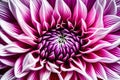 The mesmerizing symmetry of a dahlia\'s petals up close