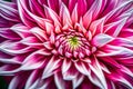 The mesmerizing symmetry of a dahlia\'s petals up close