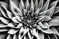 The mesmerizing symmetry of a dahlia\'s petals up close