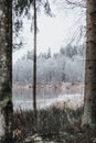 Mesmerizing view of a beautiful wild forest in the wintertime by the river Royalty Free Stock Photo