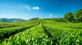 agricultural landscape, a mesmerizing view of endless vibrant green tea bushes stretching across the landscape at the
