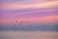 Mesmerizing view of the golden sunset over the sea with a flock of birds flying in the ocean Royalty Free Stock Photo