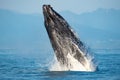 Mesmerizing view of Humpback whale breach jumping in the air Royalty Free Stock Photo