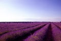 Mesmerizing view of a lavender field -perfect for wallpaper