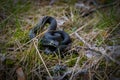 Mesmerizing view of serpent snake curled up in the grass
