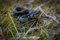 Mesmerizing view of serpent snake curled up in the grass