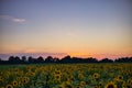 Mesmerizing view of sunflowers grown in the field with the sunset sky on the background Royalty Free Stock Photo