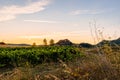 Mesmerizing view at sunset of wineyard with the peak of Cellorigo on background in La Rioja region Royalty Free Stock Photo