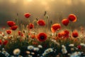 Mesmerizing view of vibrant poppies basking in the warm light of the setting sun