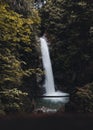 A waterfall in a dense green forest on a sunny day, the concept of tranquillity