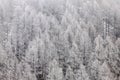 Mesmerizing view of white leafless dense trees - winter wallpaper