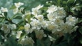 Enchanting Blooms, Ethereal Cluster of Ivory Blossoms Adorning a Majestic Arboreal Canvas