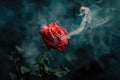 A Mesmerizing Visual Display Smoke Envelopes A Vibrant Red Rose