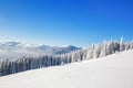 Mesmerizing white tree and white mountain.