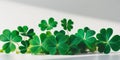 Mesmerizingly Sharp Shamrocks in Vivid Hues Royalty Free Stock Photo