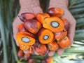 Mesocarp, shell and endocarp palm fruit Royalty Free Stock Photo