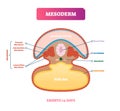 Mesoderm vector illustration. Labeled medical diagram with embryo structure Royalty Free Stock Photo