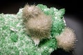 Mesolite on green fluorapophyllite crystals