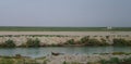 Mesopotamian Marshes, habitat of Marsh Arabs aka Madans, Basra Iraq Royalty Free Stock Photo