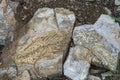 Mesosaurus fossil in african bush in Namibia