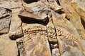 Mesosaurus stone reliefs at Spitzkoppe Farm near Keetmanshoop