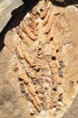 Mesosaurus Funde auf der Spitzkoppe Farm nahe Keetmanshoop in de