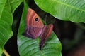 Mesosemia grandis, female Riodinidae from Costa Rica