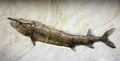 Mesozoic age fossil fish trapped in the rock Royalty Free Stock Photo