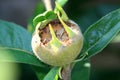 Mespilus germanica has green-brown edible fruit