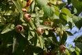 Mespilus germanica, tree with fruits Royalty Free Stock Photo