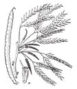 Mesquit vintage illustration