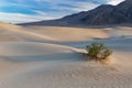 Mesquite Sand Dunes, Death Valley, California. Rippled pattern in the sand. Desert plant in foreground.